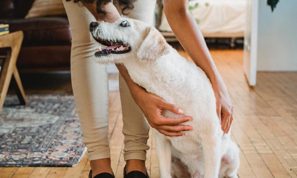 The Importance of Having Emotional Support Animal Letter