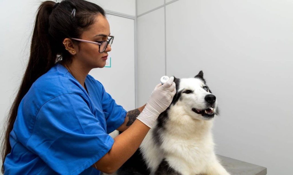 Essential Steps to Take When Your Pet Faces an Unexpected Health Crisis